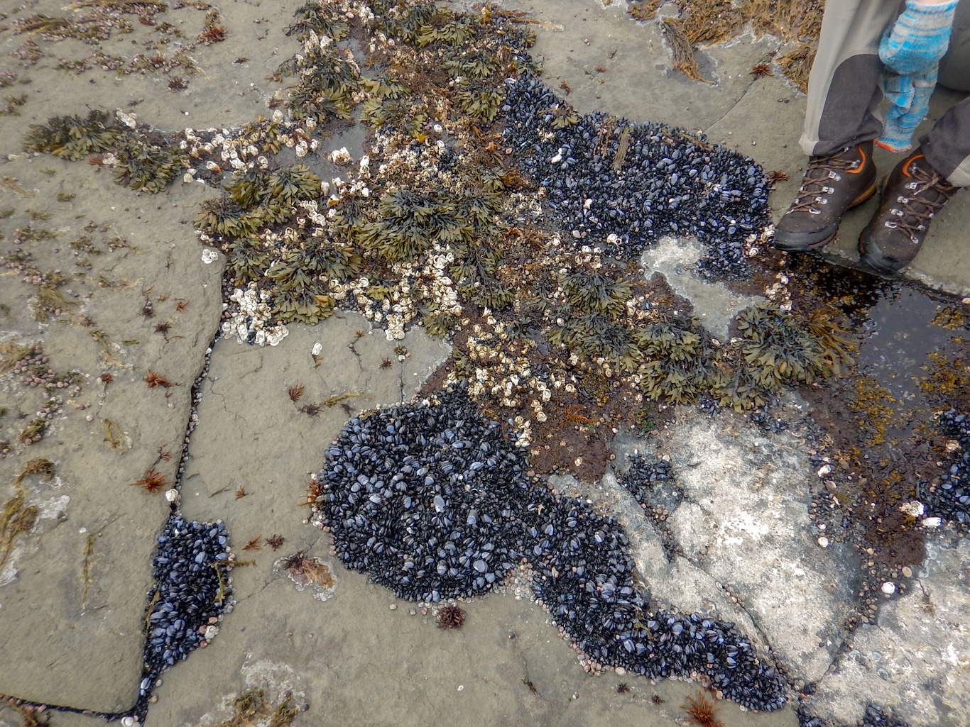 Мидии на камнях. Берег Охотского моря, Парамушир