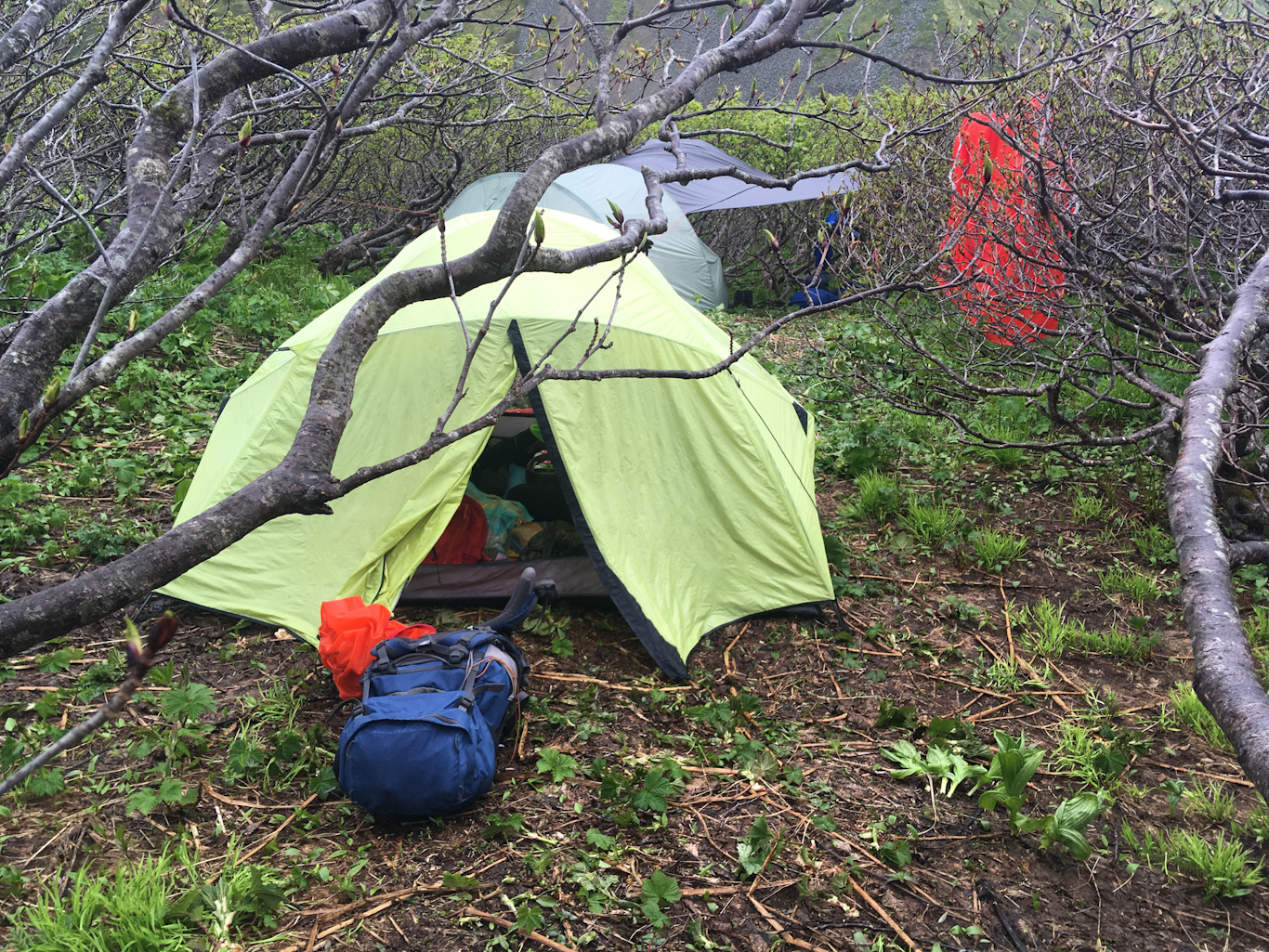 Палаточный лагерь в стланнике. Остров Парамушир